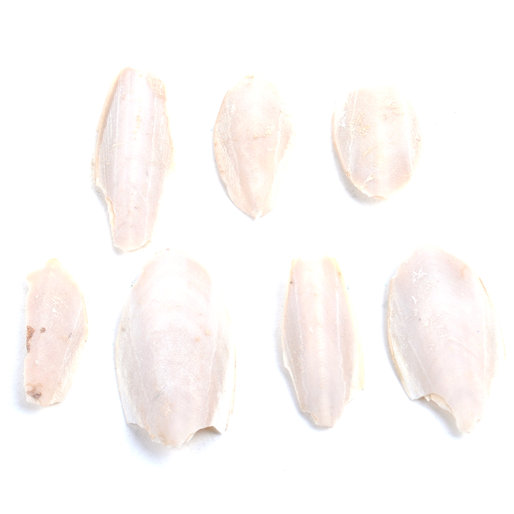 cuttlefish bone for dogs