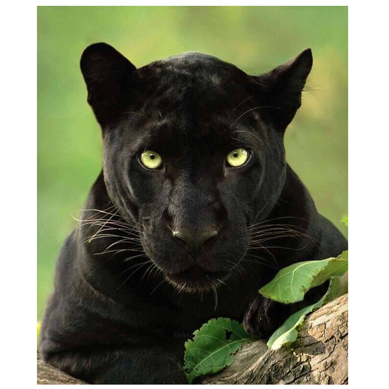 Animal Art Black Panther Painting on Canvas Wall Pictures for Living