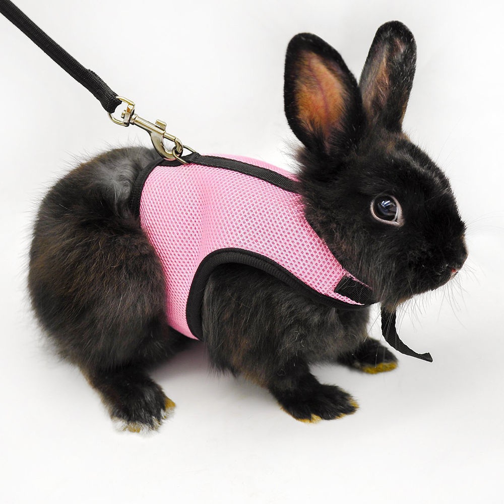 pet rabbit,peterrabbit small pet hamster rabbit pig rat ferret cat puppy