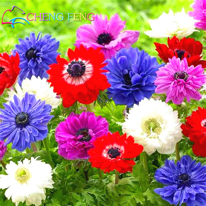 Online kaufen groÃhandel diy garten pflanzer aus china diy garten ...