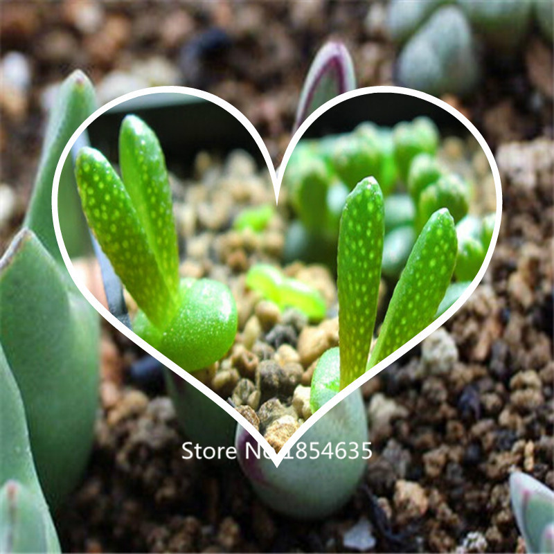 Суккуленты в Беларуси. Сравнить цены, купить потребительские товары на Plant Succulents Купить Plant Succulents недорого из Китая на AliExpress