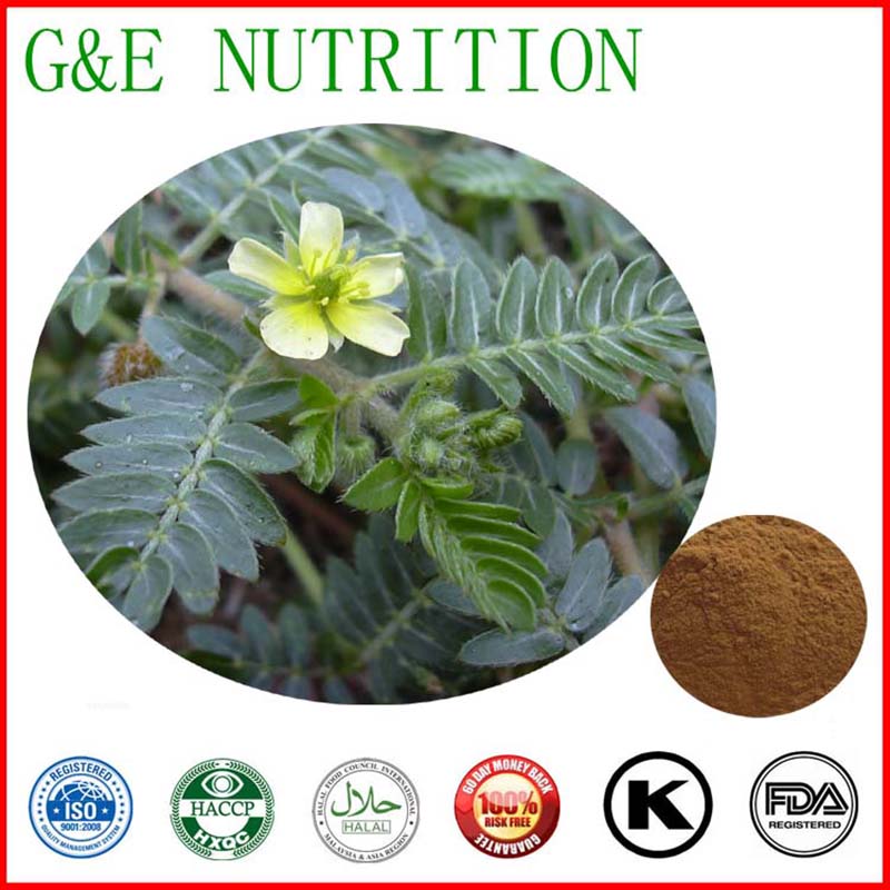 Natural Herbal Extract Tribulus terrestris Extract 700g/bag