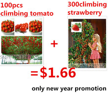 100 climbing tomato tree Seeds and  300 quality climbing strawberry seeds, fruit and vegetable seeds for home garden plantiing