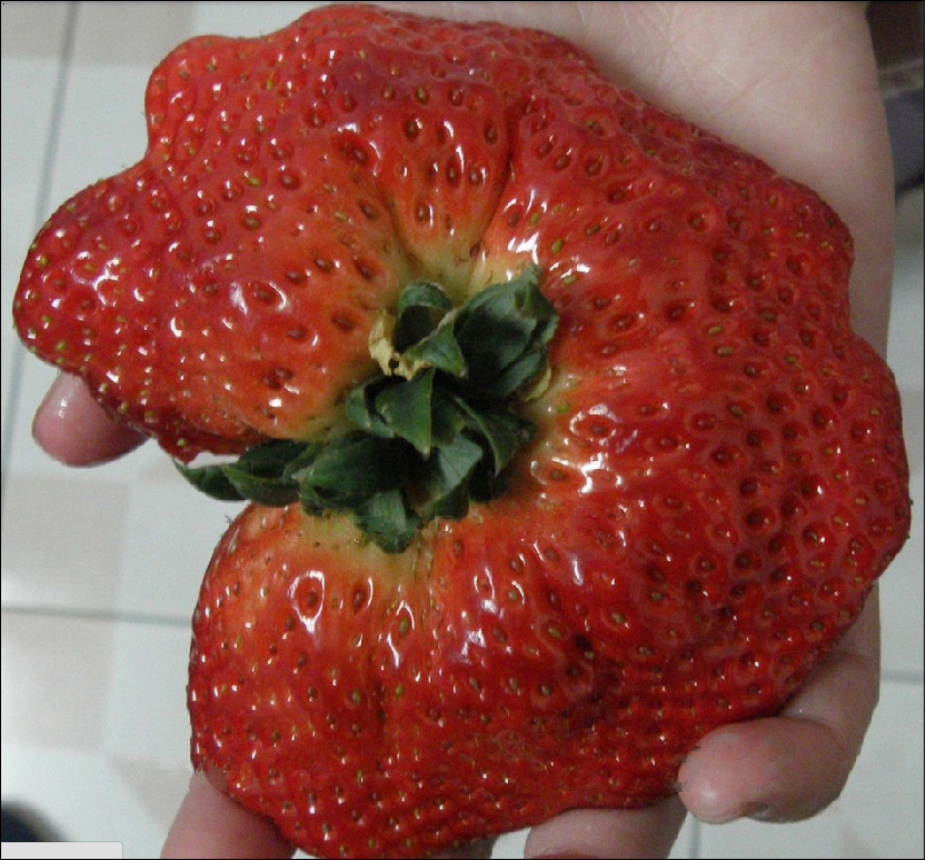 strawberry fruit exotic fruit strawberry fruit exotic fruit