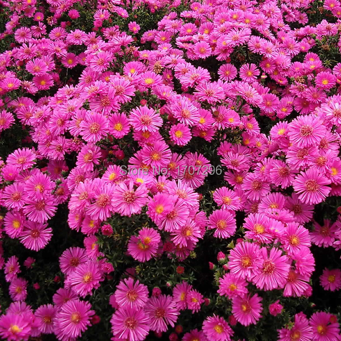 Dutch chrysanthemum seeds flower 10 pcs / lotin Bonsai from Home 