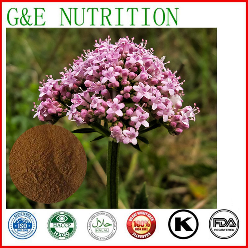 700g Lowest price Valerian/  Valeriana officinalis Extract with free shipping