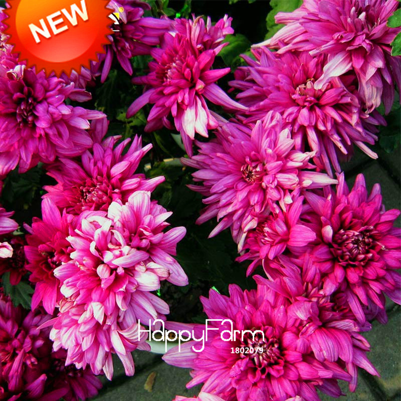 .com : Buy Promotion!100 Seed/bag Beautiful Deep Pink Chrysanthemum 