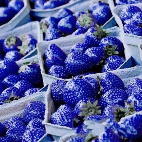 Balcony fruits strawberry seeds blue strawberry seed delicious fragaria ananassa seed 200 pcs
