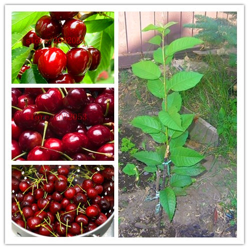 cherry tree planting popular sweet cherry plant buy cheap sweet cherry plant lots from china sweet cherry plant cherry tree planting popular sweet cherry plant buy cheap sweet cherry plant lots from china sweet cherry plant
