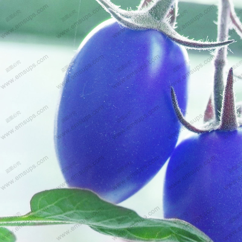 A Pack 100 PCS Blue Cherry Tomato Seeds Balcony Bonsai Potted Home Tomato Plant Seeds Healthy