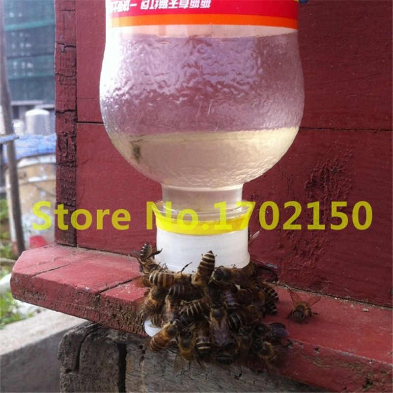 Bee Drinking Water