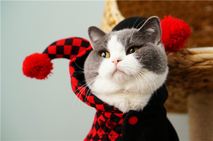 Праздничная pet собаки кошки Хэллоуин костюмы зимняя одежда для кошек pet одежда комбинезон пижамы клоун стиль ropa пункт moscotas 05 Праздничная pet собаки кошки Хэллоуин костюмы зимняя одежда для кошек pet одежда комбинезон пижамы клоун стиль ropa пункт moscotas 05