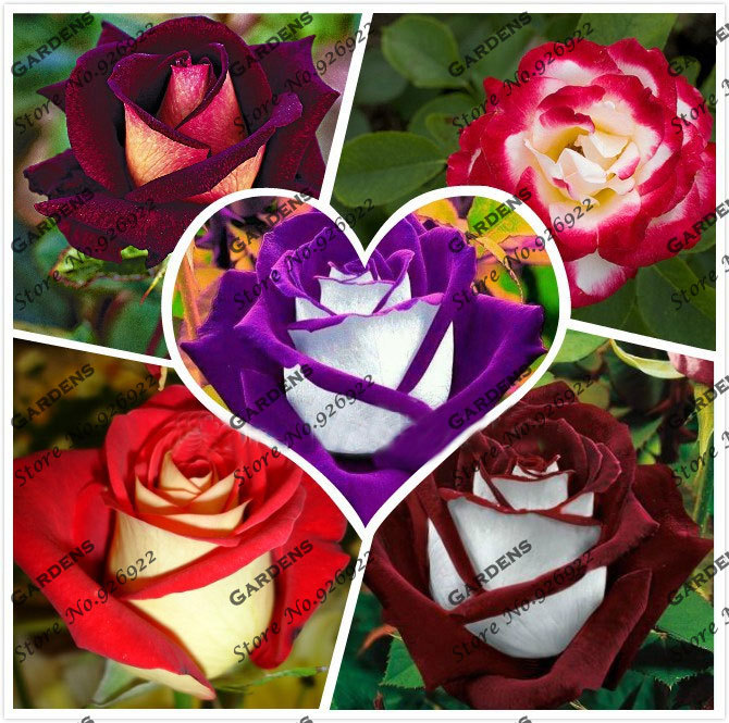50 New Rose Seeds 20 Different Colors Rare Osiria Rose Professional Packing Heirloom Chinese Rose Flower