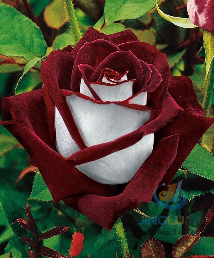 50-Abracadabra-Rose-seeds-rare-color-Osi