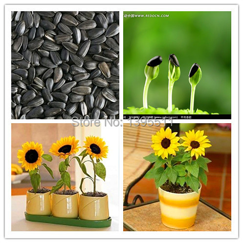 40 mini sunflower seeds Dwarf sunflower seeds sunflower series height 40cm Flower Seeds