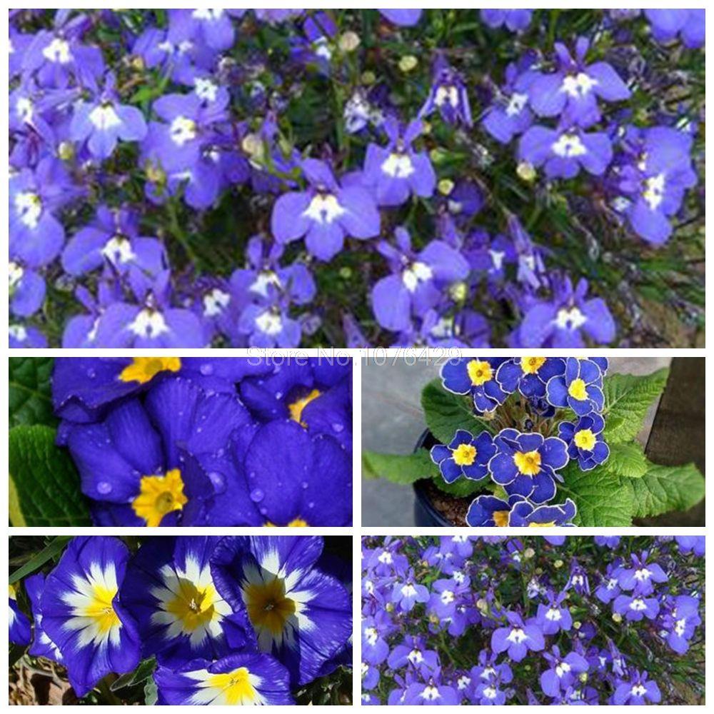 1 Pack 100 Rare Blue Evening Primrose Seeds Sundrops Garden Flower S031 