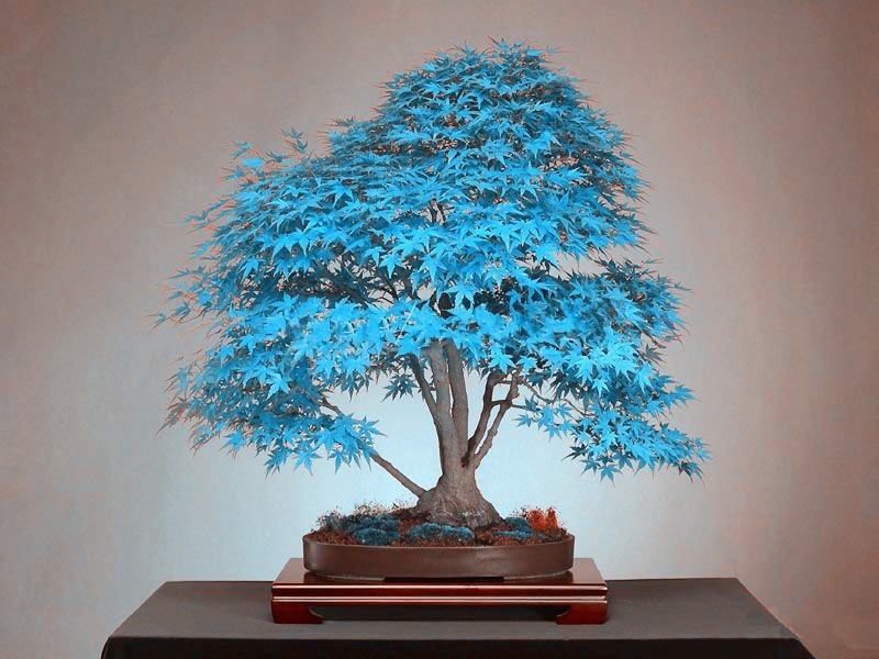 20 бонсай синий клен семена деревьев Бонсай семена деревьев. редкий голубой японский клен семена Балконных растений для дома сад Цветок