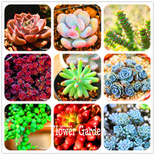 New Seeds 2015!10pcs 99 Kinds to choose Lithops Seeds Succulents Seeds Pseudotruncatella Office Bonsai Flower Seeds,#FRB4RE