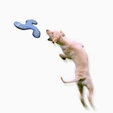 Pet Shop Dog Toys Pet Chewing Play Frisbee Rabbit Toy 2 Colors Blue and Pink For Puppy Dog Chasing Pet Products