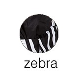 zebra