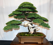 50 juniper bonsai tree potted flowers office bonsai purify the air absorb harmful gases juniper seeds free shipping