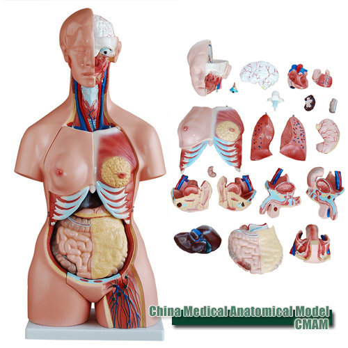 anatomiya-seksa-video-onlayn anatomiya-seksa-video-onlayn