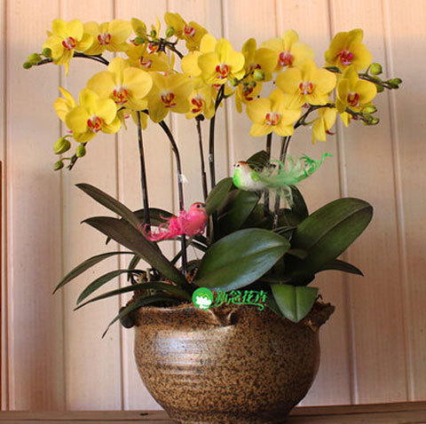Phalaenopsis orchids Beautiful garden Bonsai balcony flower butterfly orchid seeds Home Plant Seeds 50 pcs seeds
