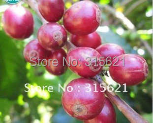 Free Shipping 500g Green Raw Coffee Beans Grow On 1800M China YUN NAN Plateau