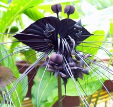 2015 HOT SALE Black Tiger Shall Orchid Flowers Seeds 100pcs Rare Flower Orchid Seeds Free shipping For Garden & Home Plants