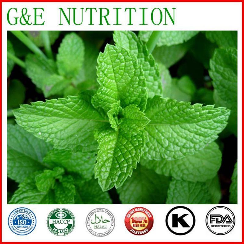 Wild Mint Herb Extract/Phellodendron bark extracts 400g