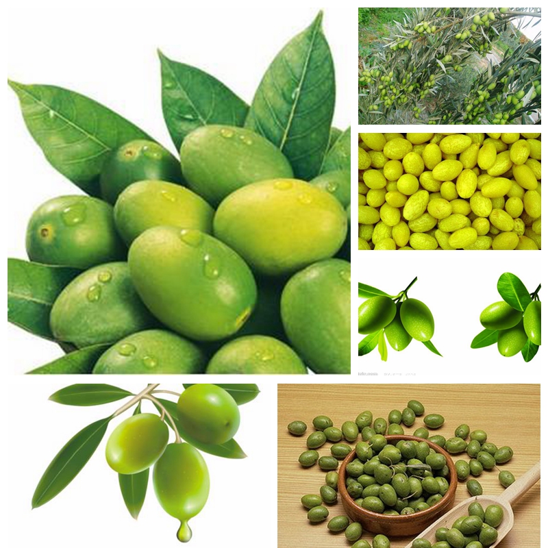 is olive a fruit fruit center is olive a fruit fruit center