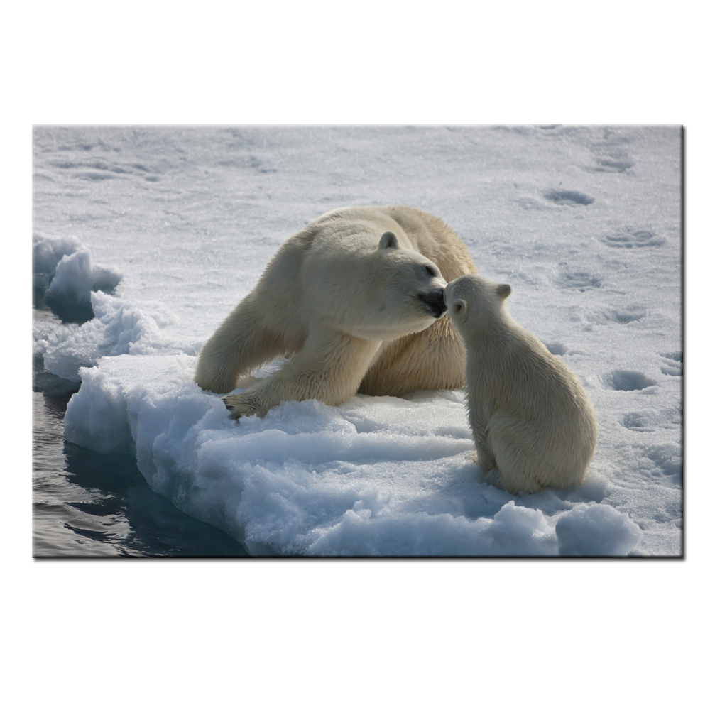 Art polar bear koop goedkope art polar bear loten van chinese art ...