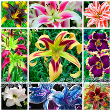 100 pcs lily Plants indoor bonsai calla lily seeds beautiful garden lily flower seeds free shipping