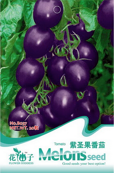 Rare Heirloom Purple Cherry Tomato Organic Seeds, Original Pack, 20 Seeds / Pack, Tasty Juicy Sweet Fruit B037