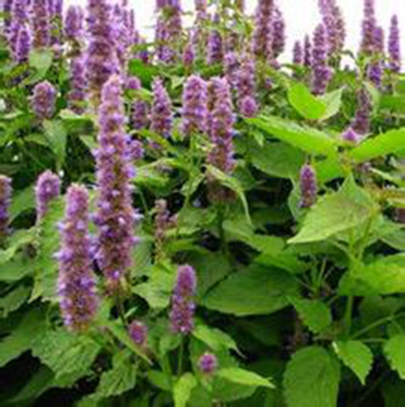 Online Buy Wholesale patchouli plant seeds from China patchouli plant