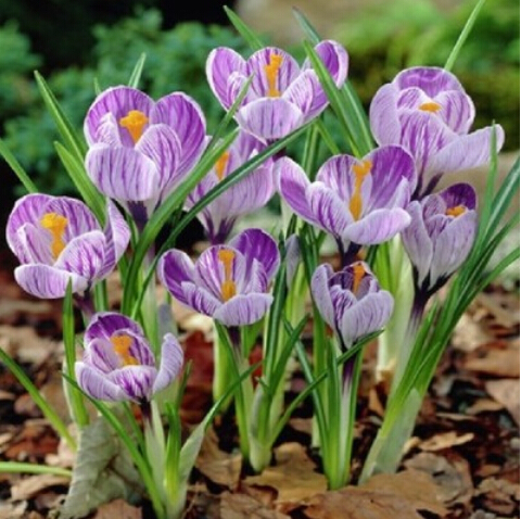100 ./,  sativus ,   , ,  ,   95%, (   )