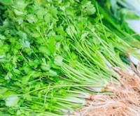 -200-coriander-seeds-Cilantro-bonsai-good-cooking-herb-DIY-Garden-Vegetable-seeds-good-taste-delicious.jpg_200x200