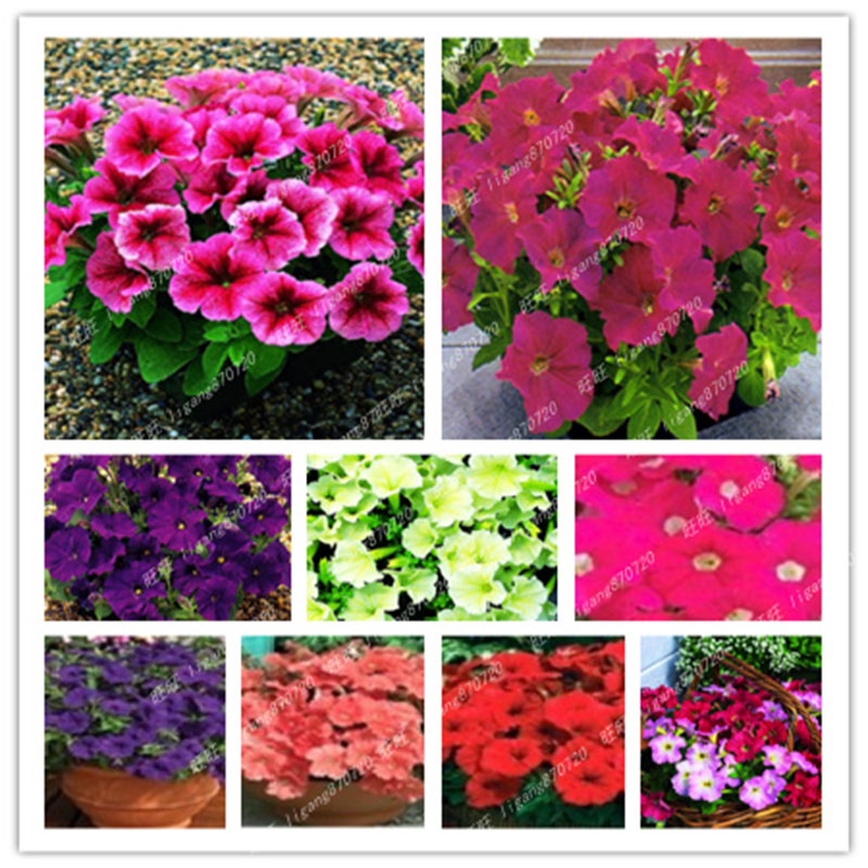 Rare flower seeds pink+green anthurium andraeanu seeds balco.