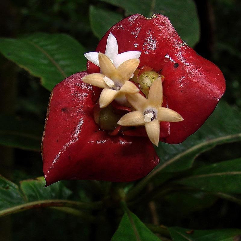 Psychotria elata