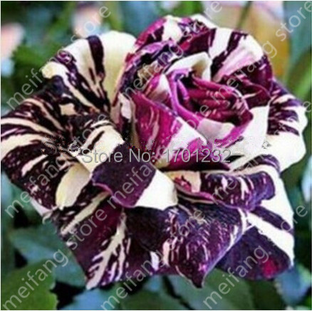 Where can you buy single black roses online?