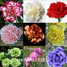 Sale!2015 Asian Rare Carnations Seeds Flowers Seeds 200pcs/pack 20 Species Bonsai Seeds Free Shipping