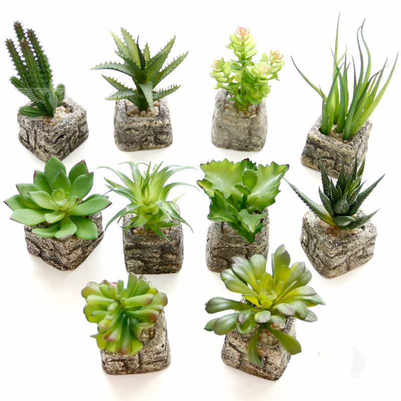 Aliexpress Com Buy Small Potted Bonsai Mini Succulent | aliexpress com buy small potted bonsai mini succulent Aliexpress Com Buy Small Potted Bonsai Mini Succulent | aliexpress com buy small potted bonsai mini succulent