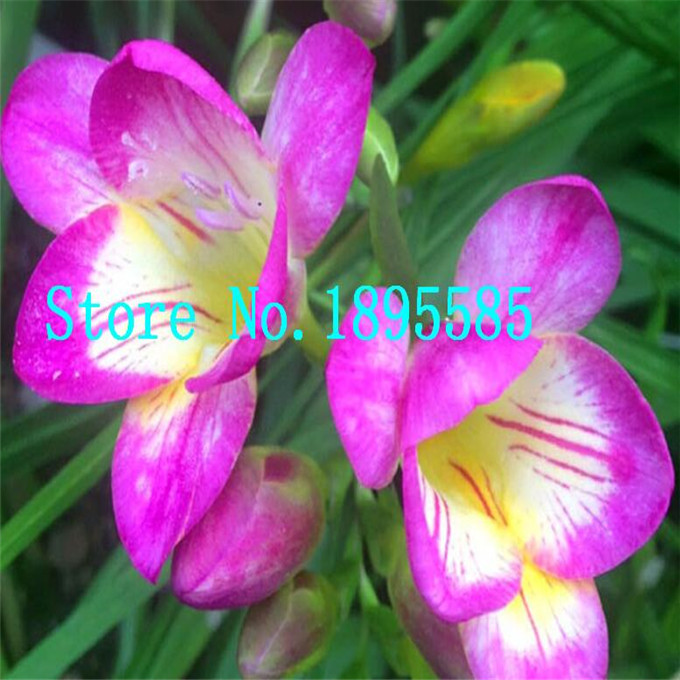 Freesia Hybrida Bulbs Indoor Potted Flowers Orchids Potted Plant roots 