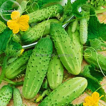 Stinging Gherkin Little Cucumber Hybrid F1, 50 seeds, delicious pickler for early pickling cornichon E3874