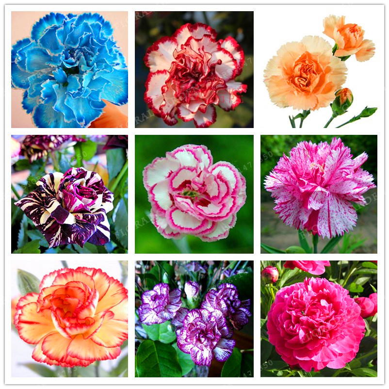 new arrival16 colors carnation seeds balcony potted courtyard garden plants dianthus caryophyllus flower seeds - Carnation Flower Colors new arrival16 colors carnation seeds balcony potted courtyard garden plants dianthus caryophyllus flower seeds - Carnation Flower Colors