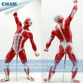 CMAM MUSCLE05 Mini Size Male Muscles and Skleton Anatomy Model