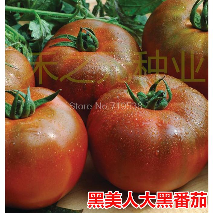 Гаджет  Black Beauty Black Tomato Seeds large fruit large black tomato seeds 10 seeds None Дом и Сад