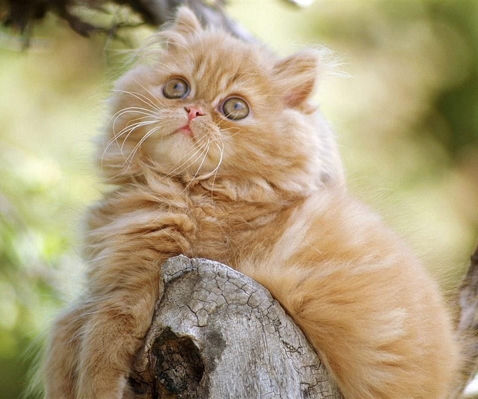 Popular Cat Yellow PaintBuy Cheap Cat Yellow Paint lots from China Cat