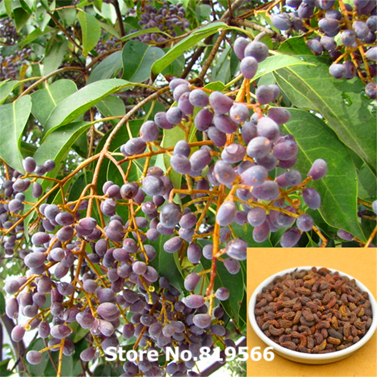chinese Dried Ligustrum lucidum 100g natural herbal Fructus Ligustri Lucidi suplementos tea health care products  direct selling