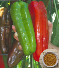 Free Shipping 200 Giant pepper seeds –Marconi Peppers -DIY Home Garden Vegetable Plant